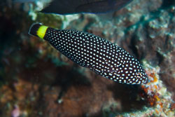 BD-141017-Komodo-5197-Anampses-melanurus.-Bleeker.-1857-[White-spotted-wrasse].jpg